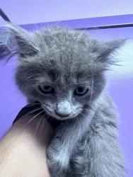 Shelter Stray Female Cat last seen Near Orion Place, CITY of El Paso, TX, 5001 Fred Wilson Ave, El Paso, TX 79906, USA