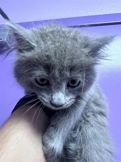 Shelter Stray Female Cat last seen Near Orion Place, CITY of El Paso, TX, 5001 Fred Wilson Ave, El Paso, TX 79906, USA