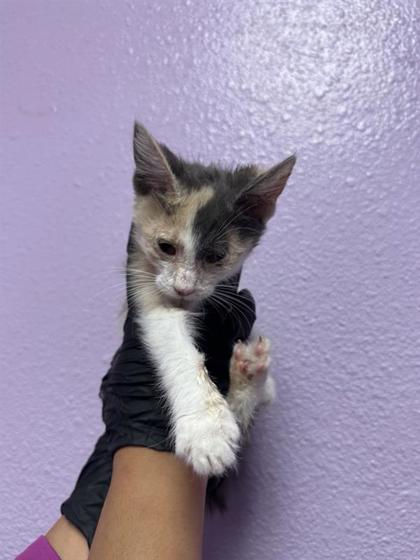Shelter Stray Female Cat last seen Near Aspen Rd, CITY of El Paso, TX, 5001 Fred Wilson Ave, El Paso, TX 79906, USA
