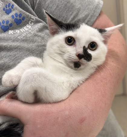 Shelter Stray Female Cat last seen Near Bayshore Dr - Cicero, HC Strays by Out of County Residents, IN, 10501 Hague Rd, Fishers, IN 46038, USA