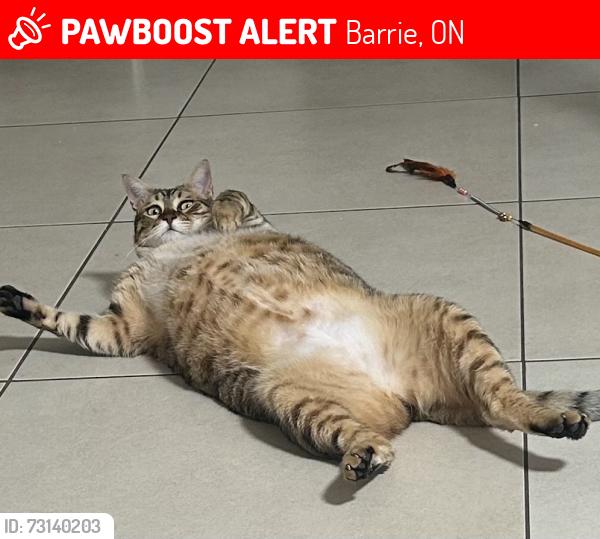Lost Male Cat last seen Dean Ave 127 & Raymond Crescent, Barrie, ON 