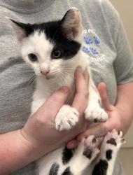 Shelter Stray Male Cat last seen Near Bayshore Dr - Cicero, HC Strays by Out of County Residents, IN, 10501 Hague Rd, Fishers, IN 46038, USA