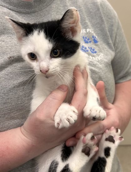 Shelter Stray Male Cat last seen Near Bayshore Dr - Cicero, HC Strays by Out of County Residents, IN, 10501 Hague Rd, Fishers, IN 46038, USA