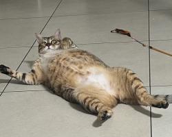 Lost Male Cat last seen Dean Ave 127 & Raymond Crescent, Barrie, ON 