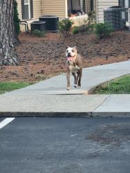 Found/Stray Female Dog last seen apmt building next to NCDOR, Greensboro, NC 27407