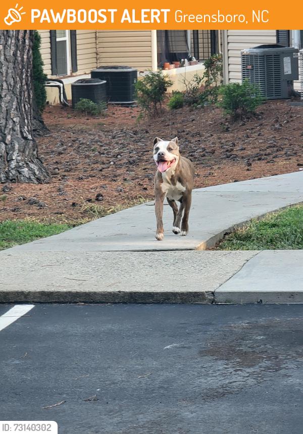 Found/Stray Female Dog last seen apmt building next to NCDOR, Greensboro, NC 27407