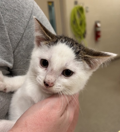 Shelter Stray Male Cat last seen Jackson St/S Indiana-19, Cicero City, IN, 10501 Hague Rd, Fishers, IN 46038, USA