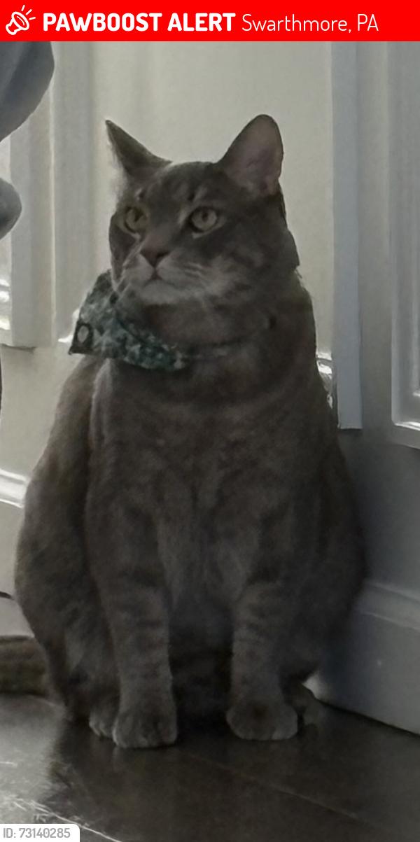 Lost Male Cat last seen Parklane & Fairview Rd, Swarthmore, PA 19081