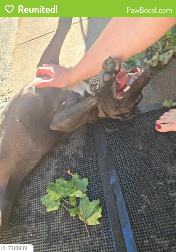 Reunited Female Dog last seen Bedford & Bay, Rochester, NY 14609