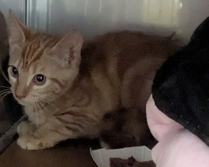 Shelter Stray Unknown Cat last seen Near 96th Ave, Oakland, CA, 1101 29th Ave, Oakland, CA 94601, USA