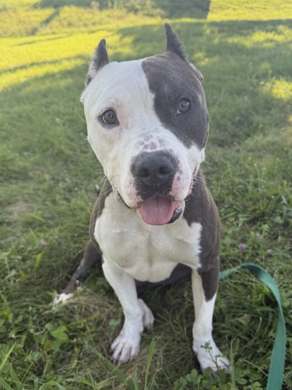 Shelter Stray Male Dog last seen Near Longview Road, 64134, MO, 7077 Elmwood Ave, Kansas City, MO 64132, USA