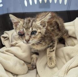 Shelter Stray Female Cat last seen Near BLOCK S IH 35, 4710 TX-151, San Antonio, TX 78227, USA