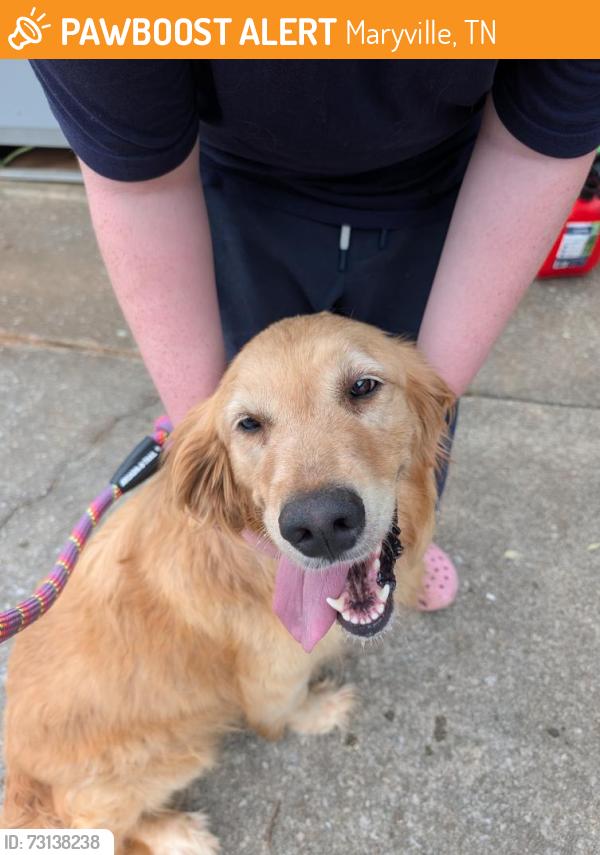Found/Stray Unknown Dog last seen Montgomery Lane near Westcliff, Maryville, TN 37803