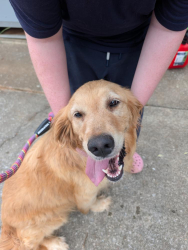 Found/Stray Unknown Dog last seen Montgomery Lane near Westcliff, Maryville, TN 37803
