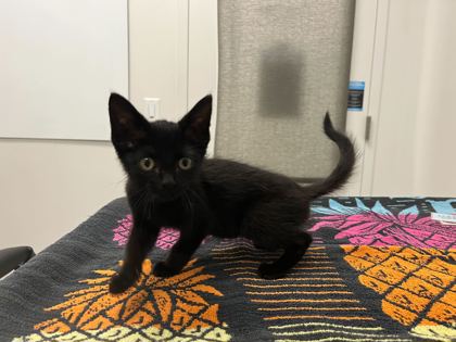 Shelter Stray Female Cat last seen Near E Meyer Blvd, KCMO, 64132, 64132, MO, 7077 Elmwood Ave, Kansas City, MO 64132, USA