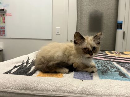Shelter Stray Female Cat last seen Near Spruce Avenue, 64127, MO, 7077 Elmwood Ave, Kansas City, MO 64132, USA