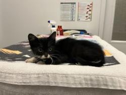 Shelter Stray Male Cat last seen Near Spruce Avenue, 64127, MO, 7077 Elmwood Ave, Kansas City, MO 64132, USA