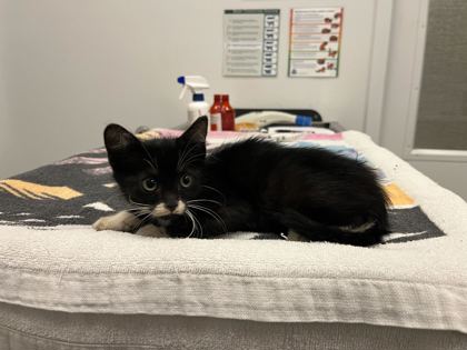 Shelter Stray Male Cat last seen Near Spruce Avenue, 64127, MO, 7077 Elmwood Ave, Kansas City, MO 64132, USA