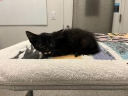 Shelter Stray Female Cat last seen Near Spruce Avenue, 64127, MO, 7077 Elmwood Ave, Kansas City, MO 64132, USA