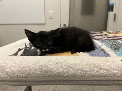 Shelter Stray Female Cat last seen Near Spruce Avenue, 64127, MO, 7077 Elmwood Ave, Kansas City, MO 64132, USA
