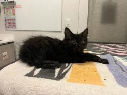 Shelter Stray Male Cat last seen Near Spruce Avenue, 64127, MO, 7077 Elmwood Ave, Kansas City, MO 64132, USA