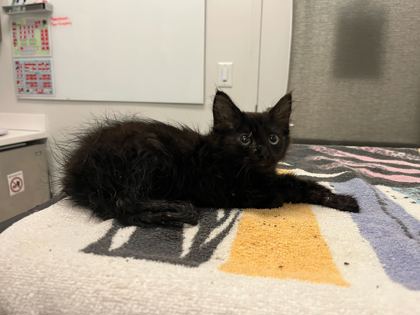 Shelter Stray Male Cat last seen Near Spruce Avenue, 64127, MO, 7077 Elmwood Ave, Kansas City, MO 64132, USA