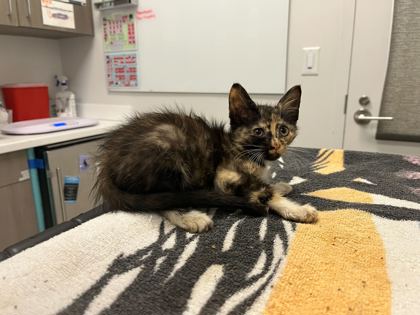 Shelter Stray Female Cat last seen Near Spruce Avenue, 64127, MO, 7077 Elmwood Ave, Kansas City, MO 64132, USA