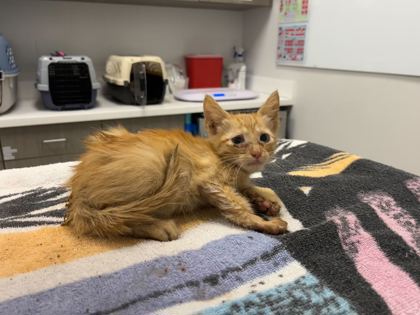 Shelter Stray Male Cat last seen Near Spruce Avenue, 64127, MO, 7077 Elmwood Ave, Kansas City, MO 64132, USA