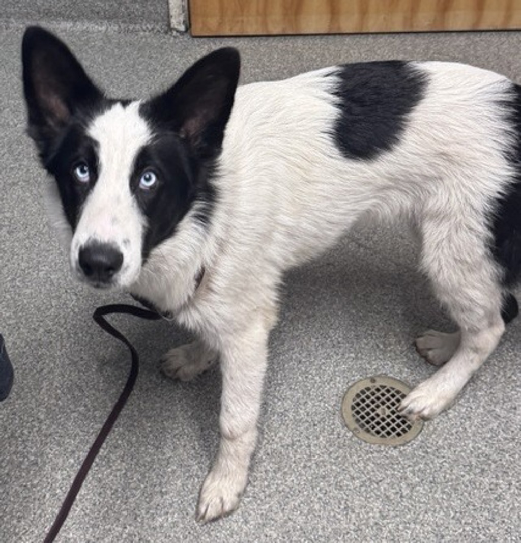 Shelter Stray Male Dog last seen Near Kent Place, Vista, CA, 92083, Oceanside, CA 92058, USA