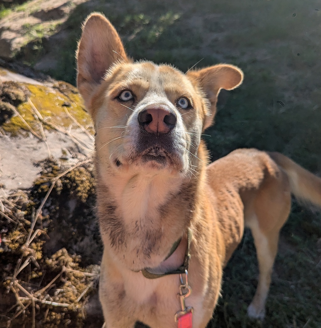 Shelter Stray Male Dog last seen Adoption Return, PORTLAND, OR, 97217, 1700 W Historic Columbia River Hwy, Troutdale, OR 97060, USA