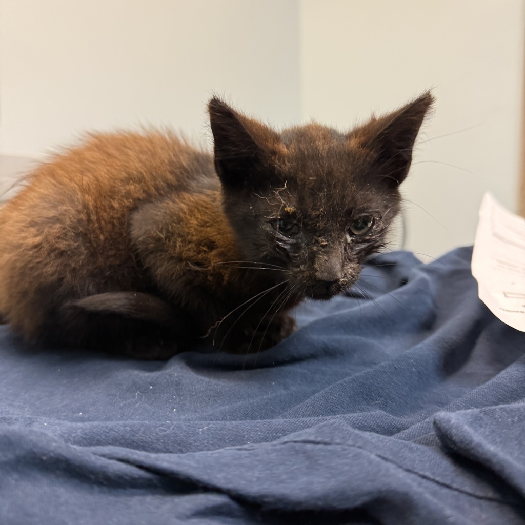 Shelter Stray Female Cat last seen 43rd Street, San Diego, CA, 92113, 5500 Gaines St, San Diego, CA 92110, USA