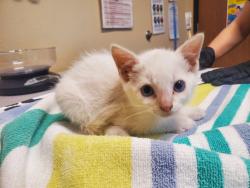 Shelter Stray Female Cat last seen Near Conifer Drive, Oceanside, CA, 92057, Oceanside, CA 92058, USA