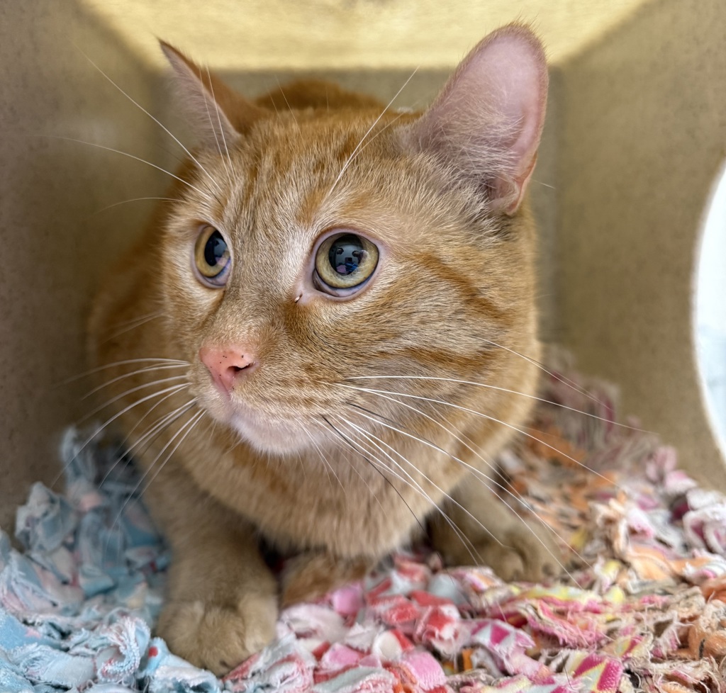 Shelter Stray Male Cat last seen N Interstate / N Emerson, OR, 1700 W Historic Columbia River Hwy, Troutdale, OR 97060, USA
