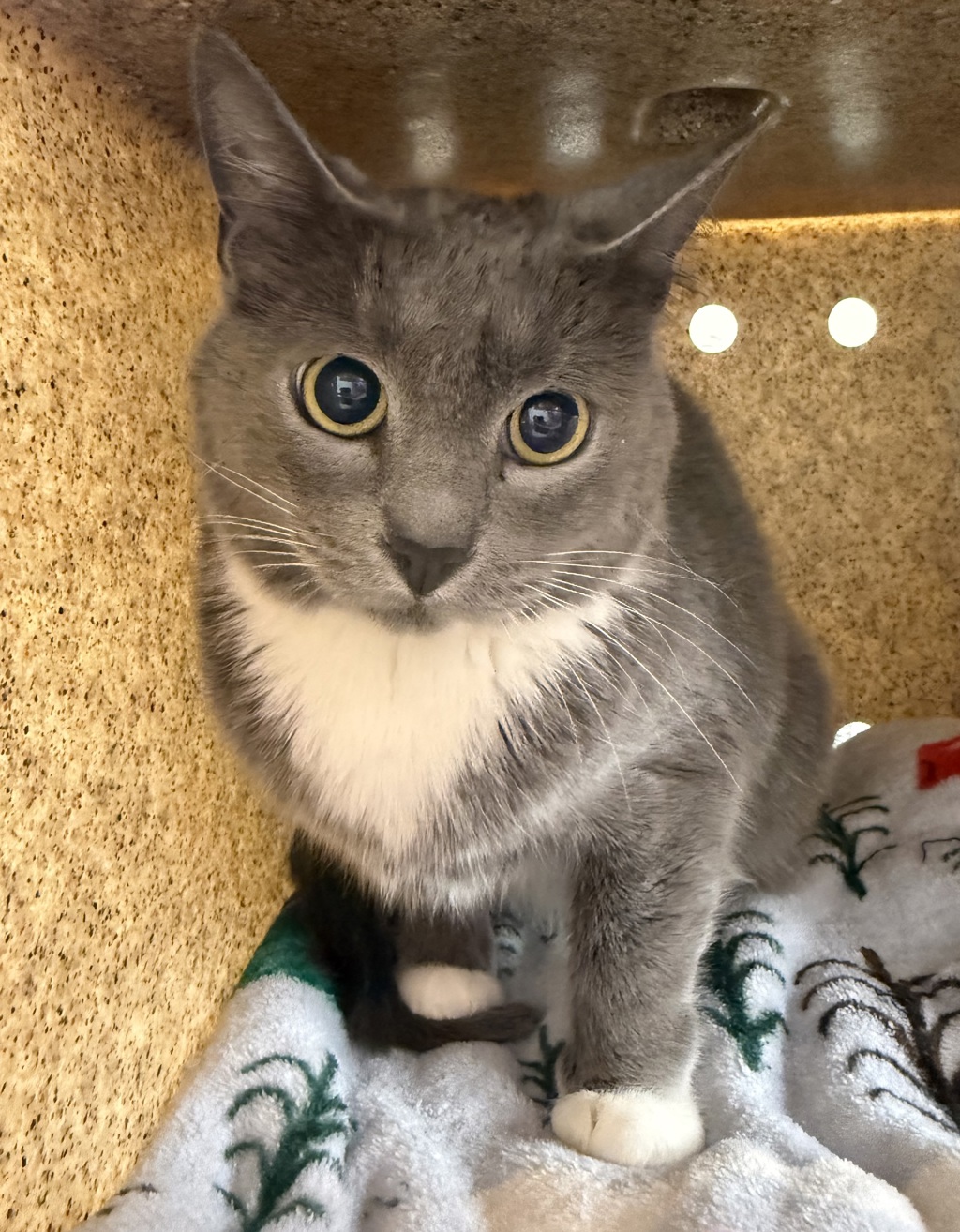 Shelter Stray Male Cat last seen N Interstate / N Emerson, OR, 1700 W Historic Columbia River Hwy, Troutdale, OR 97060, USA
