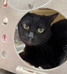 Shelter Stray Male Cat last seen N Interstate / N Emerson, OR, 1700 W Historic Columbia River Hwy, Troutdale, OR 97060, USA