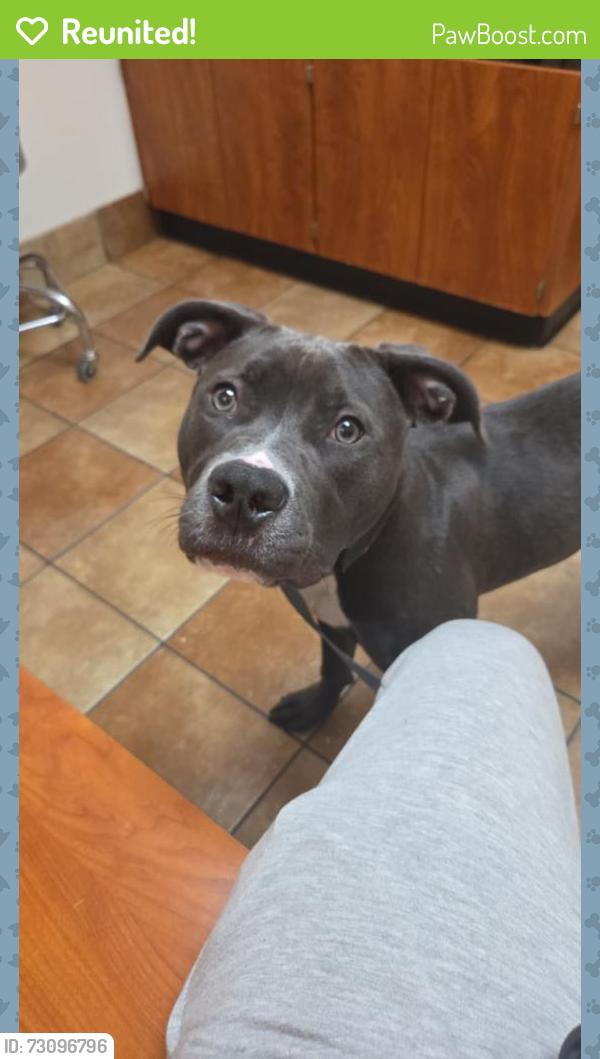 Reunited Female Dog last seen Near to food lion store, Indian Trail, NC 28079