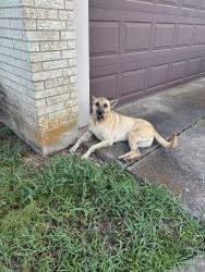 Found/Stray Unknown Dog last seen shawn drive denison texas, hyde park elementary, Denison, TX 75020
