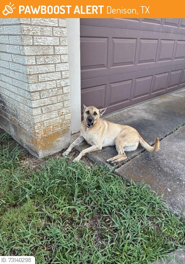 Found/Stray Unknown Dog last seen shawn drive denison texas, hyde park elementary, Denison, TX 75020