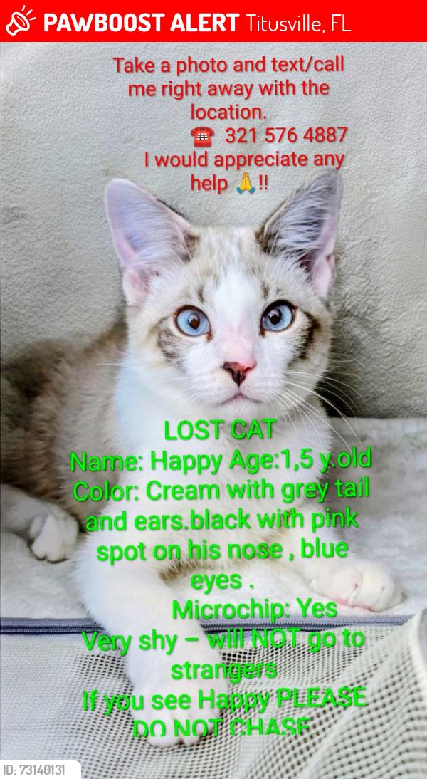 Lost Male Cat last seen Last seen: corner Timber Trace Ln. & Sisson Rd, Titusville, FL 32780