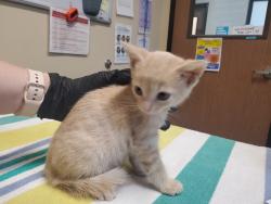 Shelter Stray Female Cat last seen Near Conifer Drive, Oceanside, CA, 92057, Oceanside, CA 92058, USA