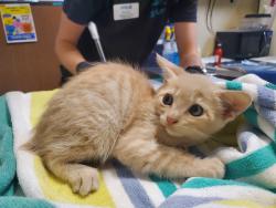 Shelter Stray Male Cat last seen Near Conifer Drive, Oceanside, CA, 92057, Oceanside, CA 92058, USA