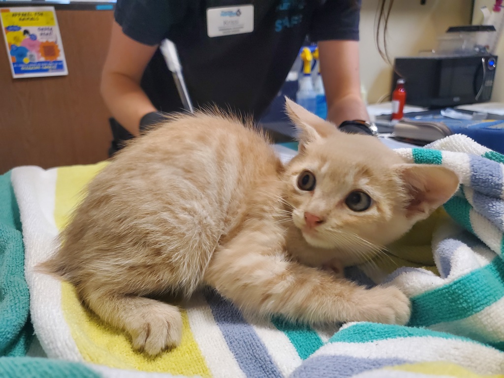 Shelter Stray Male Cat last seen Near Conifer Drive, Oceanside, CA, 92057, Oceanside, CA 92058, USA