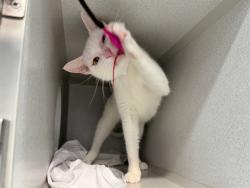 Shelter Stray Female Cat last seen found in building - 1260 Webster Ave, BRONX, NY, 10456, 326 E 110th St, New York, NY 10029, USA