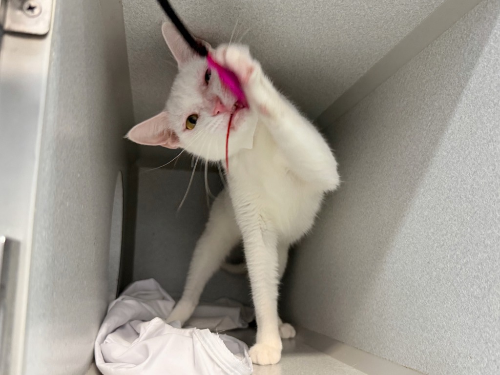 Shelter Stray Female Cat last seen found in building - 1260 Webster Ave, BRONX, NY, 10456, 326 E 110th St, New York, NY 10029, USA