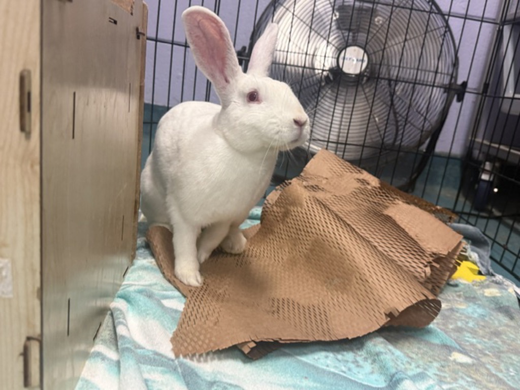 Shelter Stray Male Rabbit last seen Walton Avenue, BRONX, NY, 10453, 326 E 110th St, New York, NY 10029, USA
