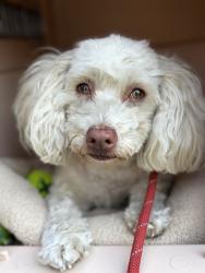Found/Stray Female Dog last seen Val verde & Del Norte CHINO HILLS CA, Chino Hills, CA 91709