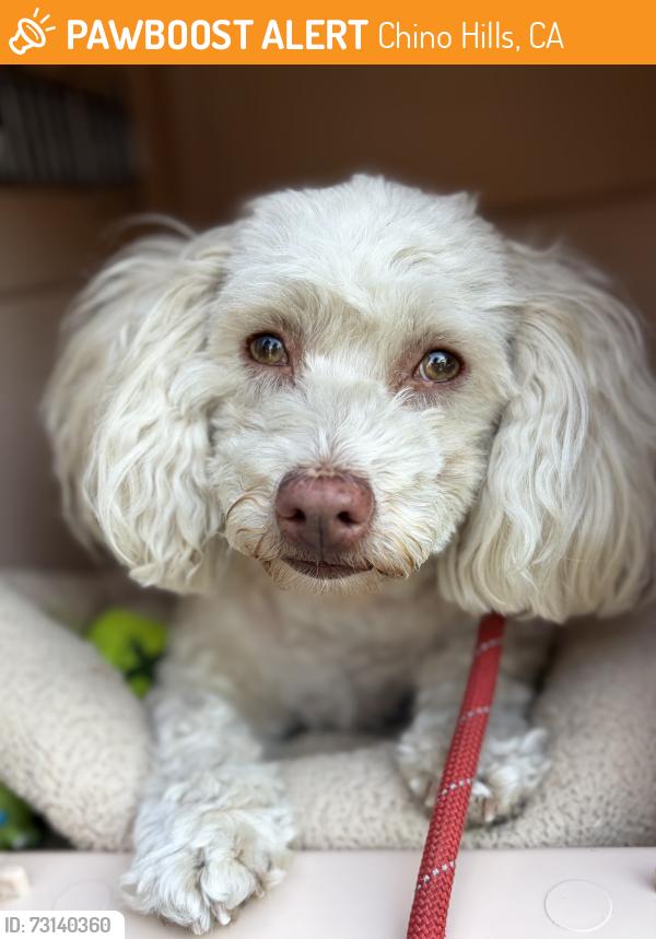Found/Stray Female Dog last seen Val verde & Del Norte CHINO HILLS CA, Chino Hills, CA 91709