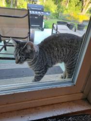 Found/Stray Unknown Cat last seen County Rd F and Suzanne Avenue, Vadnais Heights, MN 55127