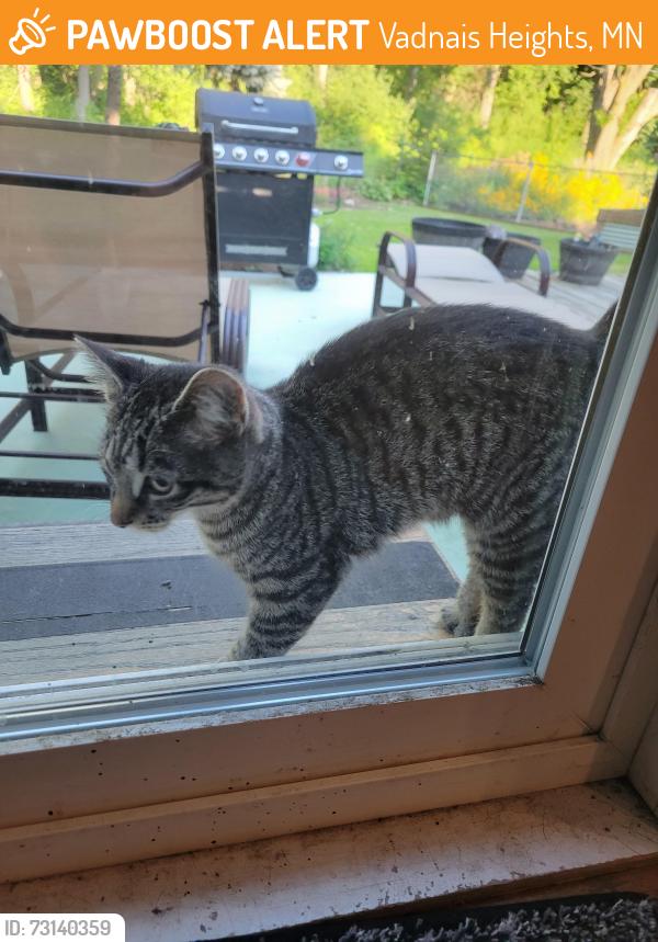 Found/Stray Unknown Cat last seen County Rd F and Suzanne Avenue, Vadnais Heights, MN 55127