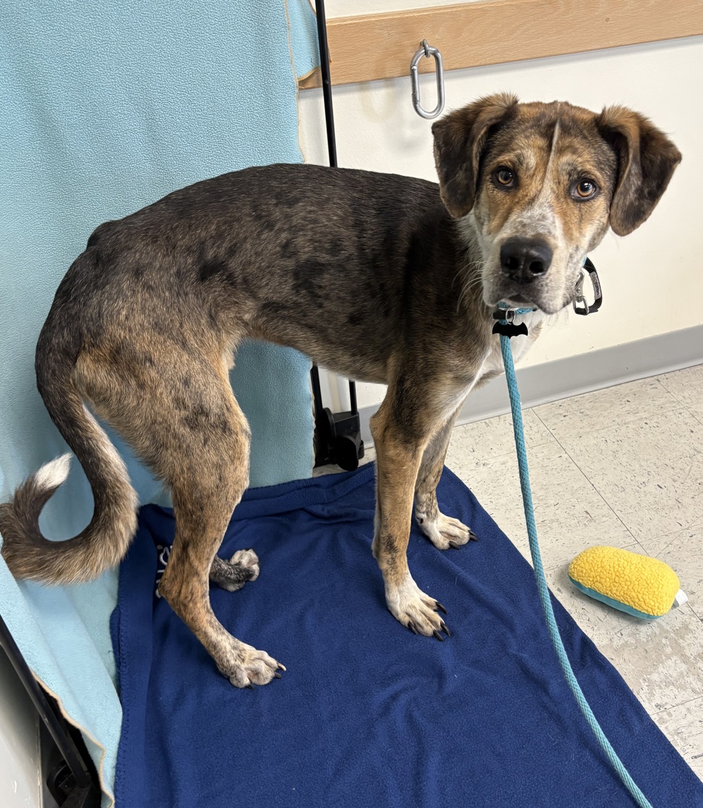 Shelter Stray Male Dog last seen Near W 6200 S, Kearns Township, UT, 84118, 511 W 3900 S, Salt Lake City, UT 84123, USA